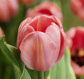 Tulipán Darwin hybrid 'Design Impression'® - Tulipa Darwin hybrid 'Design Impression'®