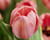 Tulipán Darwin hybrid 'Design Impression'®