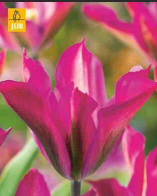 Tulipán zelenokvětý 'Purple Dance' - Tulipa Viridiflora 'Purple Dance'