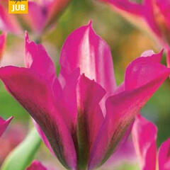 Tulipán zelenokvětý 'Purple Dance' - Tulipa Viridiflora 'Purple Dance'