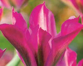 Tulipán zelenokvětý 'Purple Dance'