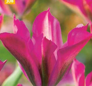 Tulipán zelenokvětý 'Purple Dance'