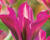 Tulipán zelenokvětý 'Purple Dance'