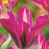 tulipan-zelenokvety-purple-dance.jpg