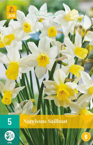 Narcis Jonquilla 'Sailboat' - Narcissus Jonquilla 'Sailboat'