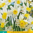 Narcis Jonquilla 'Sailboat' - Narcissus Jonquilla 'Sailboat'