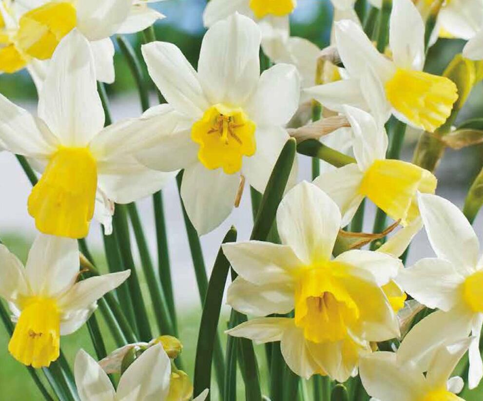 Narcis Jonquilla 'Sailboat' - Narcissus Jonquilla 'Sailboat'