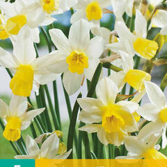 Narcis Jonquilla 'Sailboat' - Narcissus Jonquilla 'Sailboat'