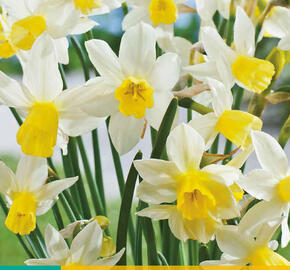 Narcis Jonquilla 'Sailboat' - Narcissus Jonquilla 'Sailboat'