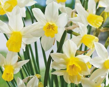 Narcis Jonquilla 'Sailboat'