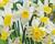 Narcis Jonquilla 'Sailboat'