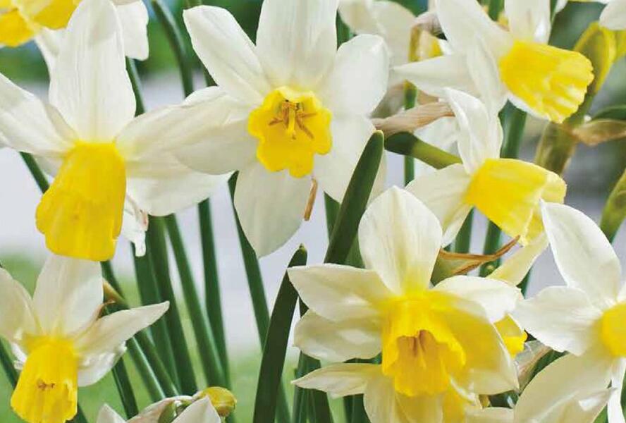 Narcis Jonquilla 'Sailboat' - Narcissus Jonquilla 'Sailboat'