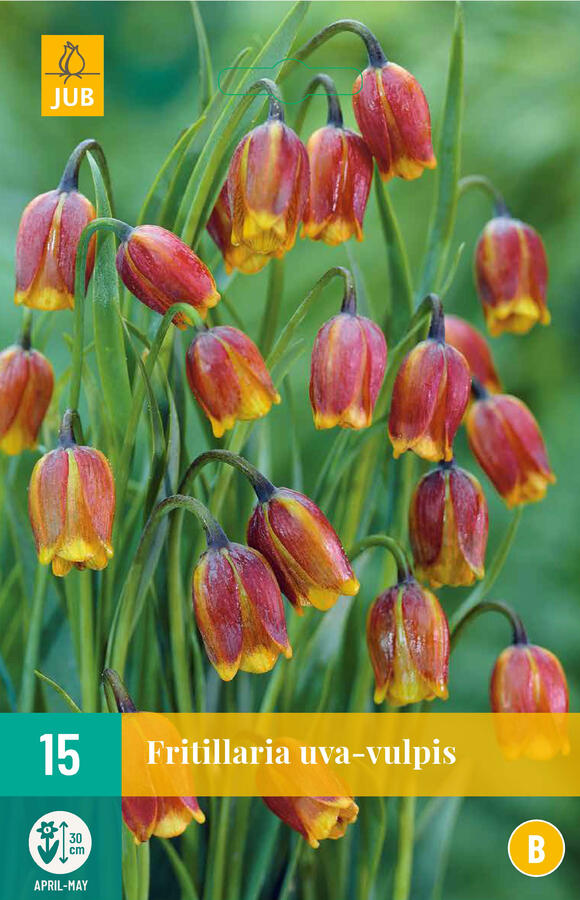 Řebčík - Fritillaria uva-vulpis