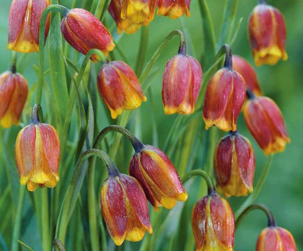 Řebčík - Fritillaria uva-vulpis