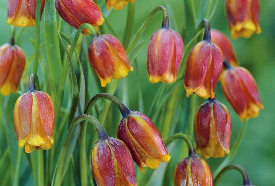 Řebčík - Fritillaria uva-vulpis