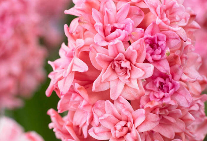 Hyacint plnokvětý 'Spring Beauty' - Hyacinthus double 'Spring Beauty'