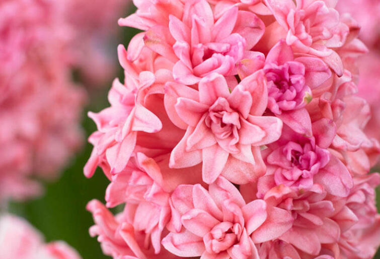 Hyacint plnokvětý 'Spring Beauty' - Hyacinthus double 'Spring Beauty'