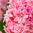 Hyacint plnokvětý 'Spring Beauty' - Hyacinthus double 'Spring Beauty'
