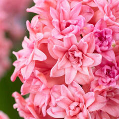 Hyacint plnokvětý 'Spring Beauty' - Hyacinthus double 'Spring Beauty'