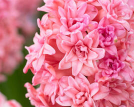 Hyacint plnokvětý 'Spring Beauty'