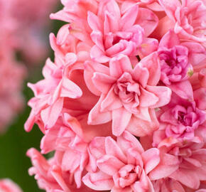 Hyacint plnokvětý 'Spring Beauty' - Hyacinthus double 'Spring Beauty'