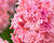 Hyacint plnokvětý 'Spring Beauty'