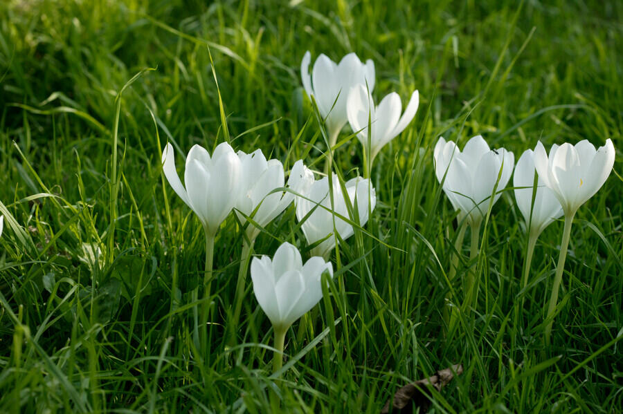 Ocún jesenní 'Album' - Colchicum autumnale 'Album'