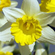 Narcis 'Topolino' - Narcissus 'Topolino'