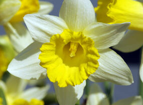 Narcis trubkovitý 'Topolino' - Narcissus Trumpet 'Topolino'