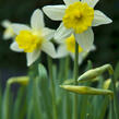 Narcis 'Topolino' - Narcissus 'Topolino'