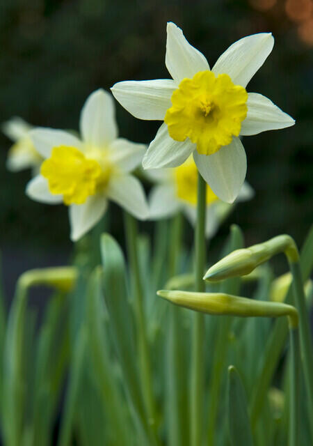 Narcis trubkovitý 'Topolino' - Narcissus Trumpet 'Topolino'
