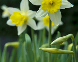 Narcis trubkovitý 'Topolino'