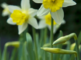 Narcis trubkovitý 'Topolino' - Narcissus Trumpet 'Topolino'