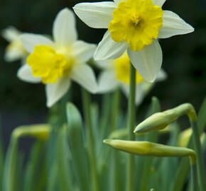 Narcis 'Topolino' - Narcissus 'Topolino'