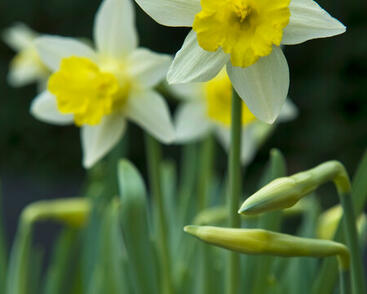 Narcis trubkovitý 'Topolino'