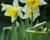 Narcis trubkovitý 'Topolino'