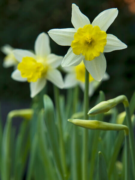 Narcis trubkovitý 'Topolino' - Narcissus Trumpet 'Topolino'
