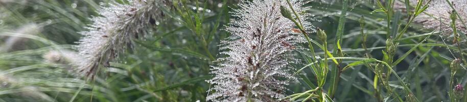 Jak kombinovat okrasné trávy dochan