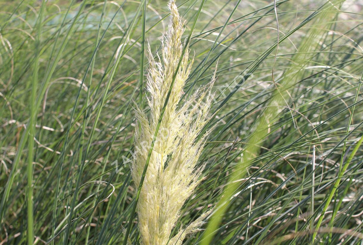 Pampová tráva 'Evita' - Cortaderia selloana 'Evita'