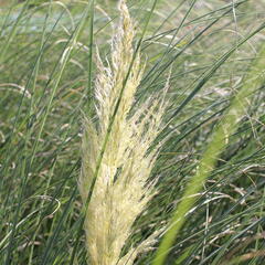 Pampová tráva 'Evita' - Cortaderia selloana 'Evita'