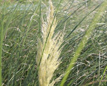 Pampová tráva 'Evita'