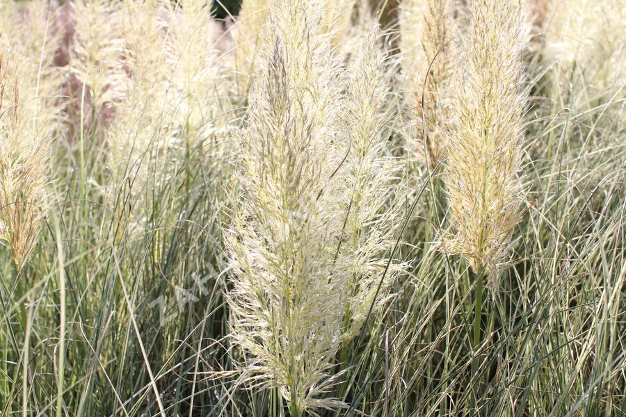 Pampová tráva 'Esperanta' - Cortaderia selloana 'Esperanta'