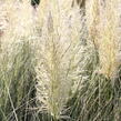 Pampová tráva 'Esperanta' - Cortaderia selloana 'Esperanta'