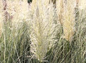 Pampová tráva 'Esperanta' - Cortaderia selloana 'Esperanta'