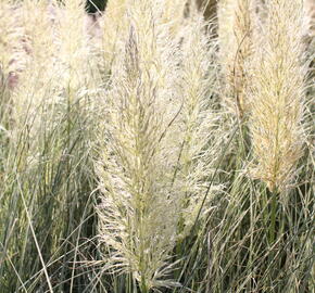 Pampová tráva 'Esperanta' - Cortaderia selloana 'Esperanta'