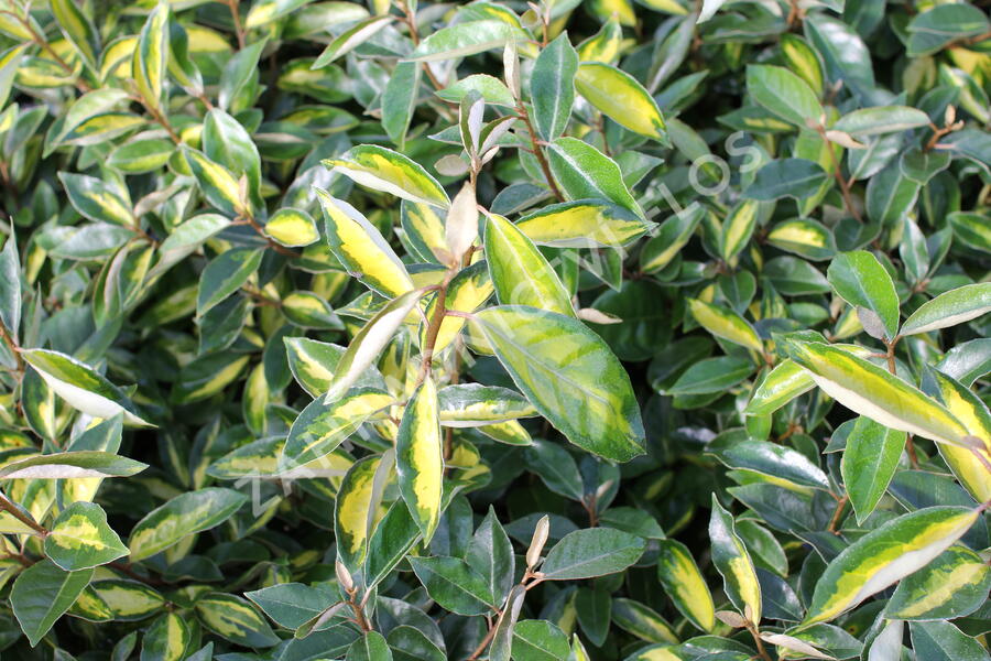 Hlošina Ebbingeova 'Limelight' - Elaeagnus x ebbingei 'Limelight'