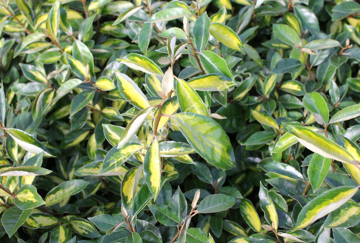 Hlošina Ebbingeova 'Limelight' - Elaeagnus x ebbingei 'Limelight'