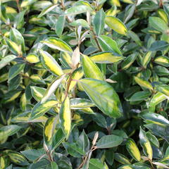 Hlošina Ebbingeova 'Limelight' - Elaeagnus x ebbingei 'Limelight'