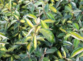 Hlošina Ebbingeova 'Limelight' - Elaeagnus x ebbingei 'Limelight'
