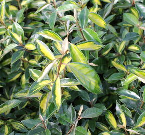 Hlošina Ebbingeova 'Limelight' - Elaeagnus x ebbingei 'Limelight'